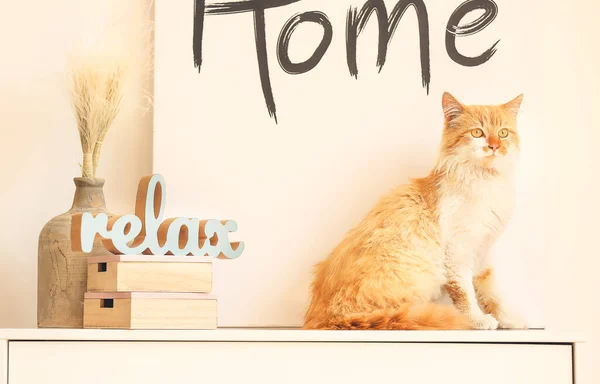 Симпатичная Смешная Кошка Дома — стоковое фото