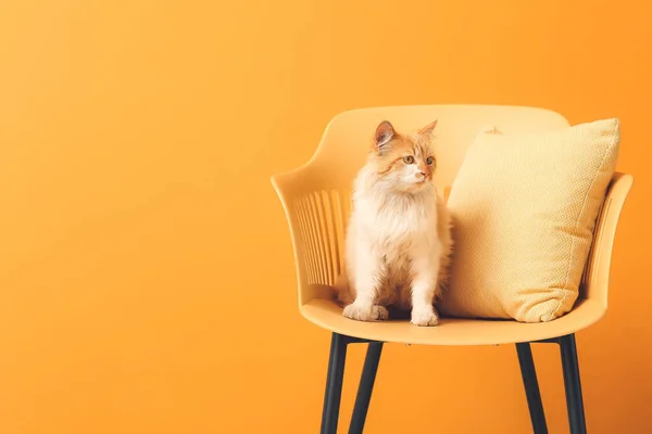 Cute Funny Cat Armchair Color Background — Stock Photo, Image