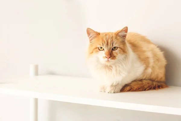 Evdeki Raf Ünitesinde Sevimli Komik Bir Kedi Var — Stok fotoğraf
