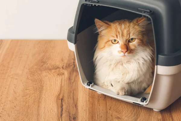 Cute Funny Cat Carrier Home — Stock Photo, Image