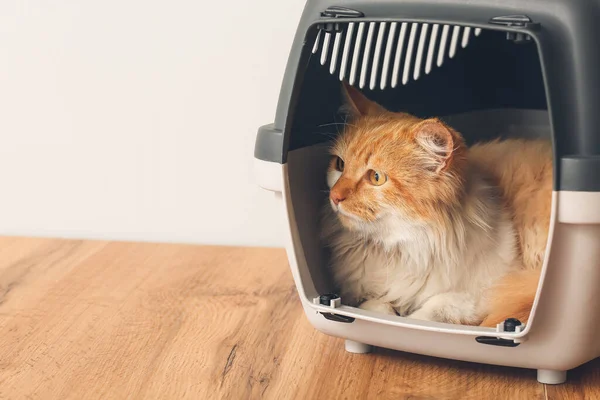 Cute Funny Cat Carrier Home — Stock Photo, Image