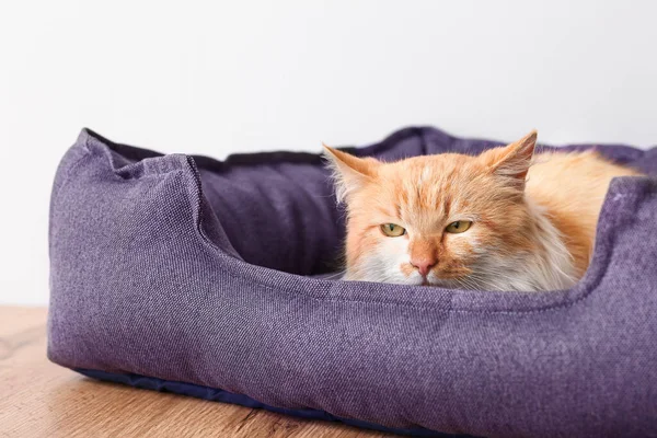 Roztomilý Legrační Kočka Pet Posteli Doma — Stock fotografie