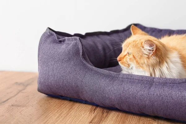 Cute Funny Cat Pet Bed Home — Stock Photo, Image