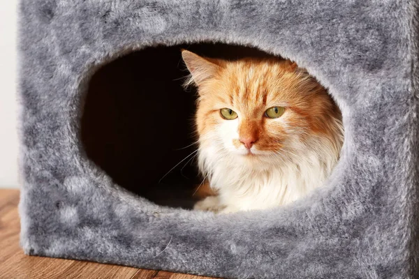 Cute Funny Cat Hiding Its House — Stock Photo, Image