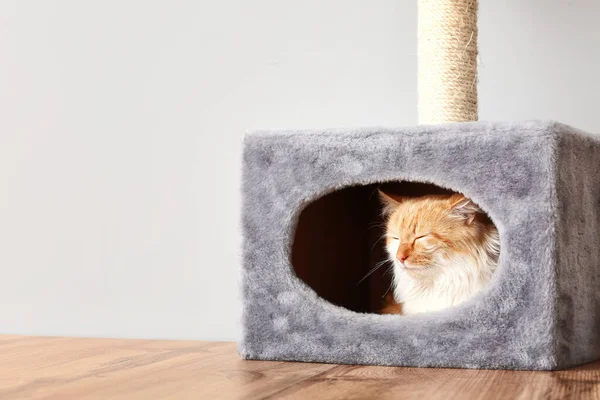 Cute Funny Cat Hiding Its House — Stock Photo, Image