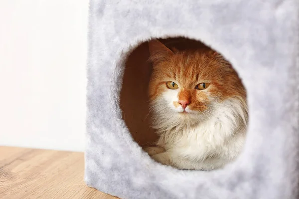 Cute Funny Cat Hiding Its House — Stock Photo, Image