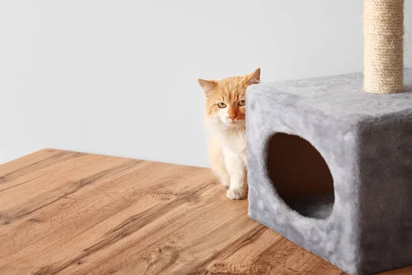 Cute Funny Cat Scratching Post Home — Stock Photo, Image