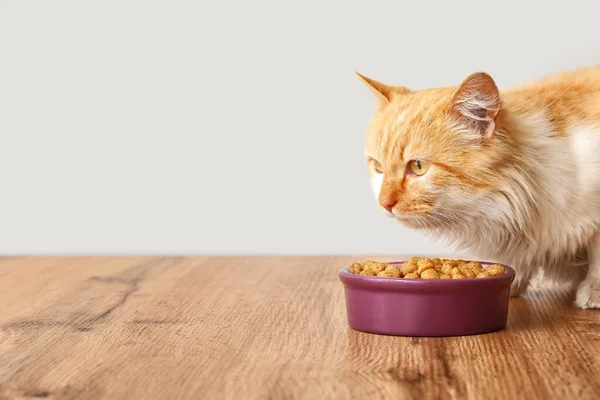 Cute Funny Cat Eating Food Bowl Home — Stock Photo, Image