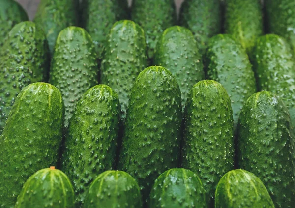 Viele Grüne Gurken Als Hintergrund — Stockfoto