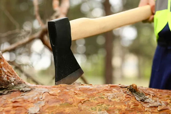 Lumberjack cutting down trees in forest