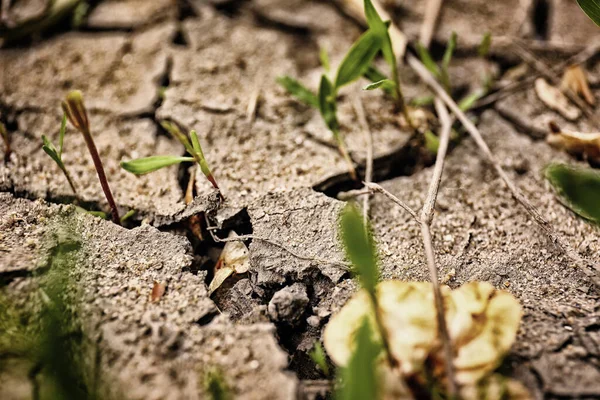 Dry Soil Plants Outdoors Closeup View — Stock Photo, Image