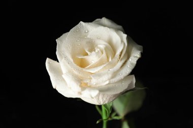 Koyu arkaplanda güzel beyaz bir gül