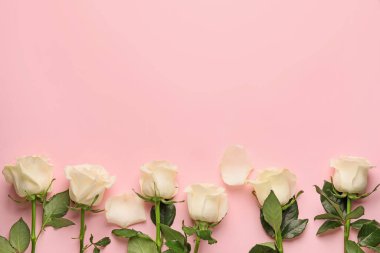 Renkli arkaplanda güzel beyaz güller