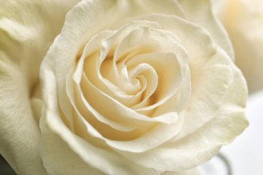 Güzel beyaz güller, yakın plan.