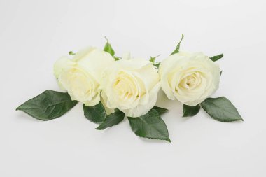 Beyaz arka planda güzel güller