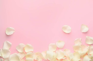 Renkli arkaplanda güzel beyaz gül yaprakları