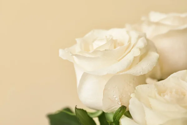 Beautiful White Roses Color Background Closeup — Stock Photo, Image