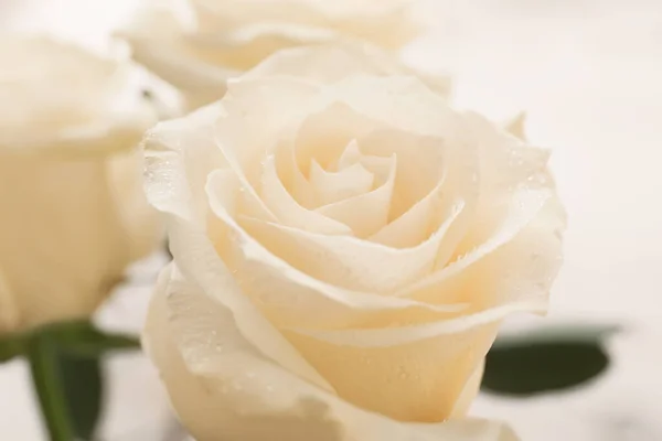 Beautiful White Roses Closeup View — Stock Photo, Image