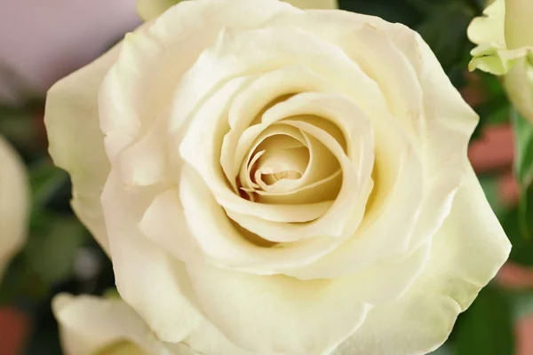 Beautiful White Rose Closeup View — Stock Photo, Image