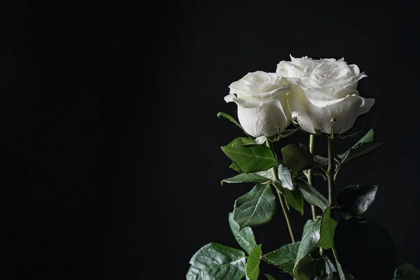 Piękne Białe Róże Ciemnym Tle — Zdjęcie stockowe