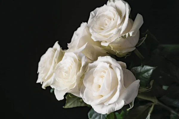 Beautiful White Roses Dark Background — Stock Photo, Image