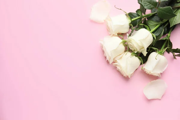 Beautiful White Roses Color Background — Stock Photo, Image