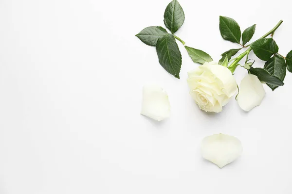 Belle Rose Sur Fond Blanc — Photo