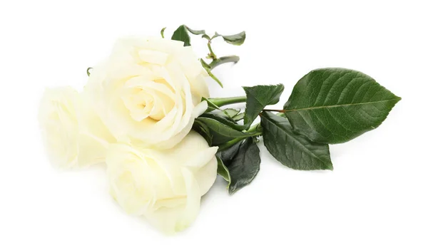 Beautiful Roses White Background — Stock Photo, Image