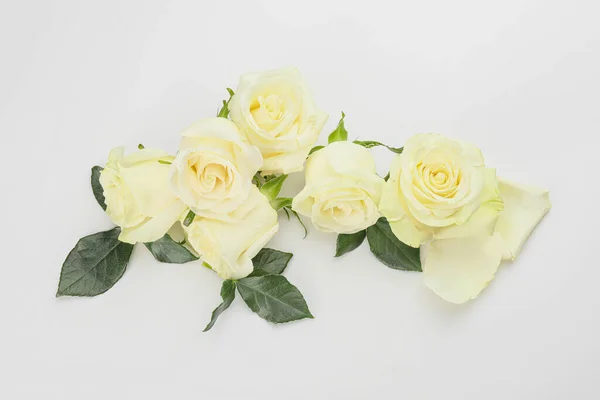 Hermosas Rosas Sobre Fondo Blanco — Foto de Stock