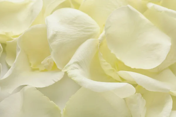 Beautiful White Rose Petals Background — Stock Photo, Image