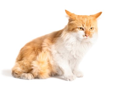 Beyaz arka planda sevimli komik kedi.