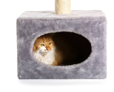 Beyaz arka planda, evinde saklanan sevimli komik kedi.