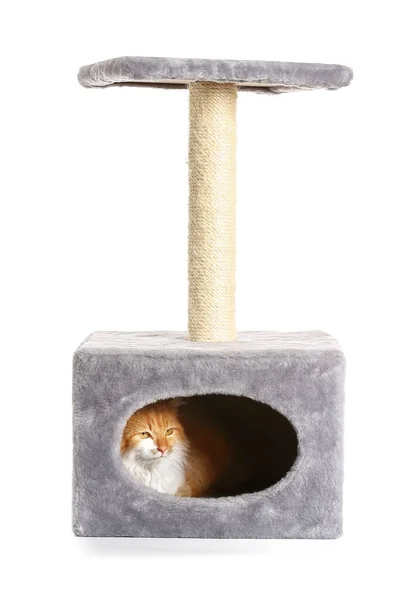 Roztomilý Legrační Kočka Skrývá Svém Domě Bílém Pozadí — Stock fotografie