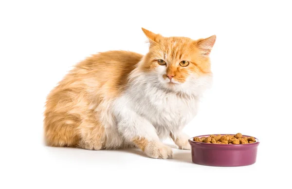 Cute Funny Cat Bowl Food White Background — Stock Photo, Image