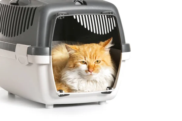 Cute Funny Cat Carrier White Background — Stock Photo, Image