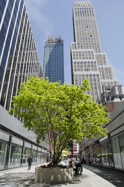 Drzewo w Nowym Jorku między budynkami — Zdjęcie stockowe