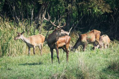 Kızıl geyik runting sezonu