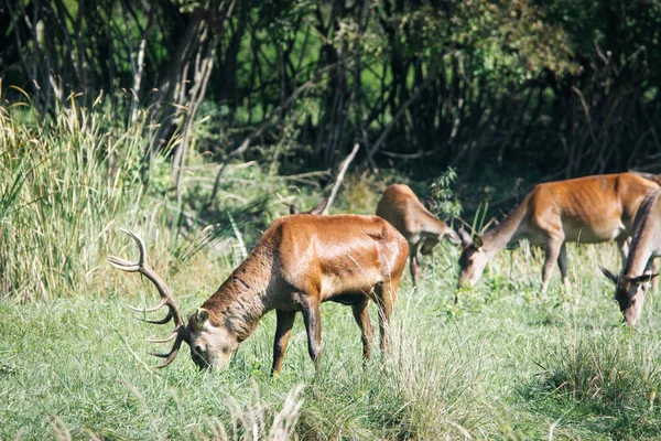 Red deer in runting season — Stock Photo, Image