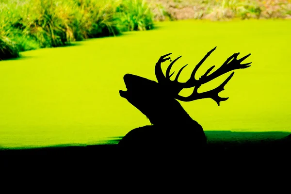 Силуэт красного оленя — стоковое фото