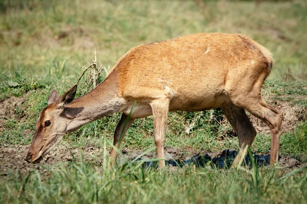 Weibliches Reh auf einem Feld — Stockfoto