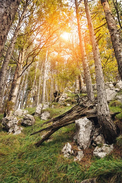 Ormanda sonbahar ağaçları — Stok fotoğraf