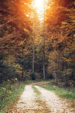 Ormanda sonbahar ağaçları