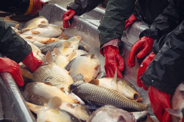 生物量和手动排序鱼捕捉 — 图库照片