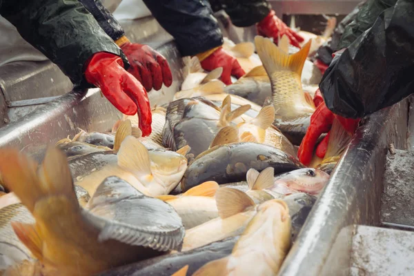 Captura de biomassa e triagem manual de peixes — Fotografia de Stock