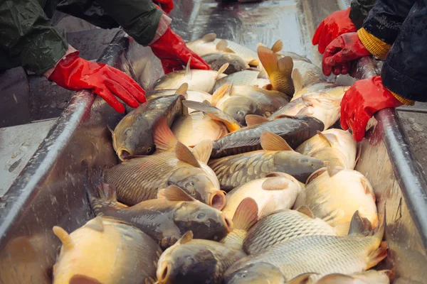 Captura de biomassa e triagem manual de peixes — Fotografia de Stock