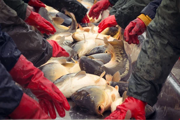 Catch biomasy a ruční třídění ryb — Stock fotografie