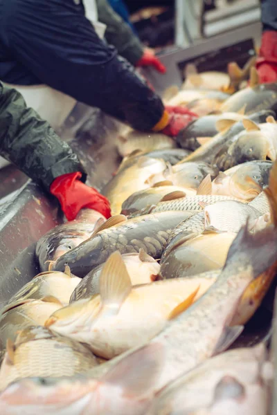 Fånga biomassa och manuell sortering av fisk — Stockfoto