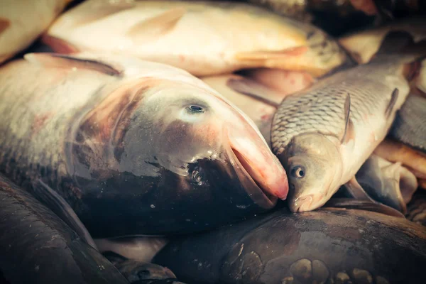 鲤科鱼类鱼-收获池塘 — 图库照片