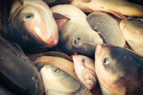 Karpar fisk - skörd damm — Stockfoto
