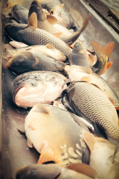 Κυπρίνοι ψάρια - συγκομιδή λίμνη — Φωτογραφία Αρχείου